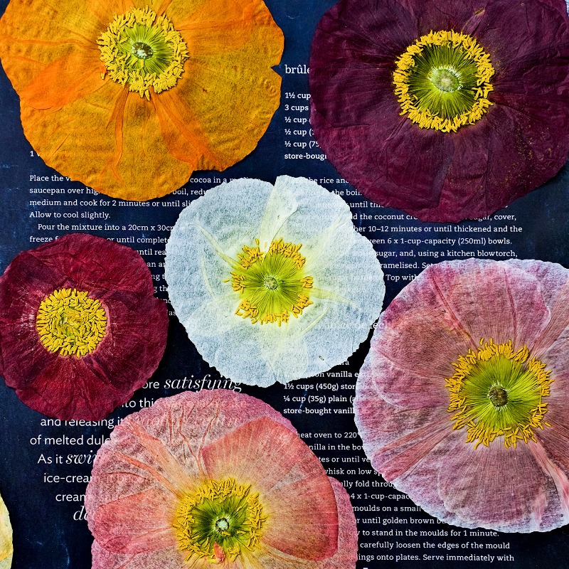 1 peça, Papoula Natural Prensa - Resin Art Frame avaliação e preço